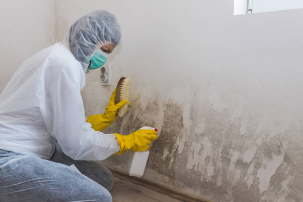 Best Office Mold Removal Services  in Brackettville, TX