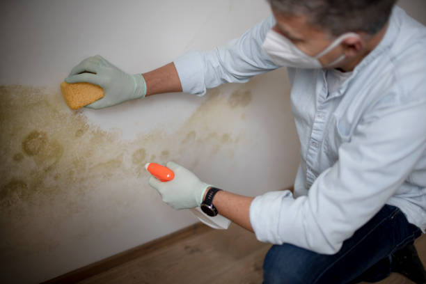 Best Mold Cleaning Services  in Brackettville, TX