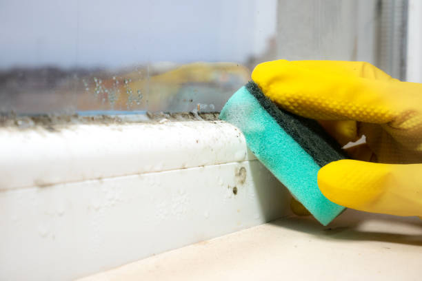 Best Home Mold Removal  in Brackettville, TX