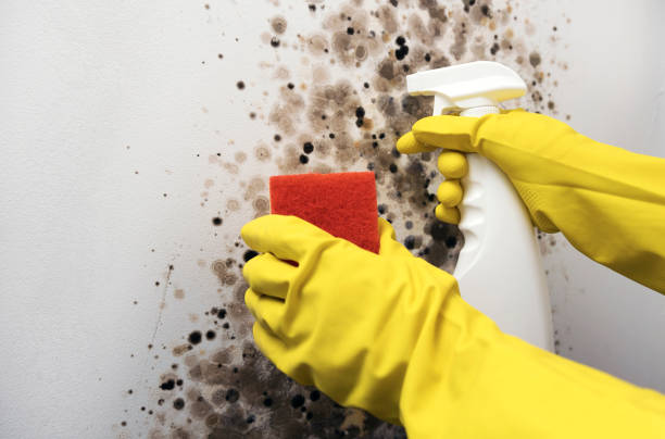 Best Crawl Space Mold Removal  in Brackettville, TX