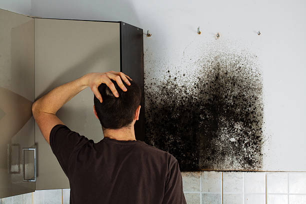 Trusted Brackettville, TX Mold Removal Experts